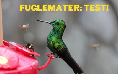 Fuglemater test: 6 beste modeller til uteområdet